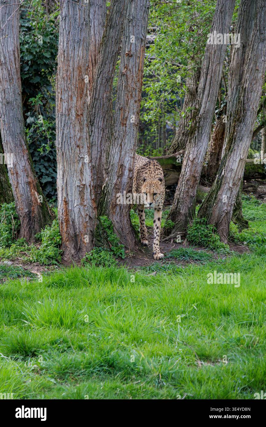 Stiller Leopard Verschmilzt Mit Waldhintergrund. Getarnte Leoparden Beobachten, Wie Sie Unter Der Morgensonne Beute Jagen Stockfoto
