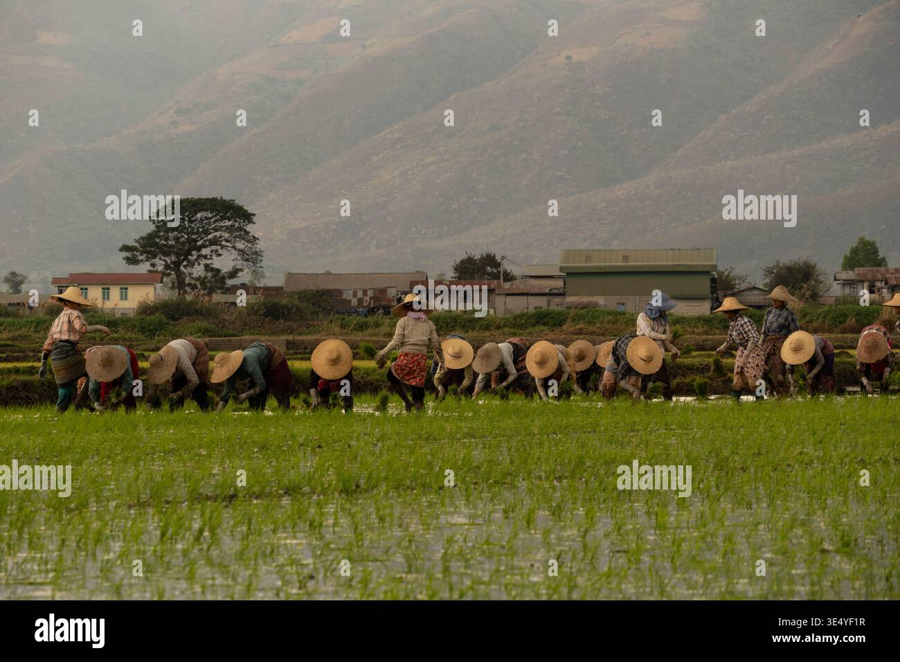 Nyaungshwe, Myanmar Birma - 25. Februar 2026: Ansicht der Bauern mit konischen Hüten, die fleißig auf den überfluteten, leuchtend grünen Reisfeldern in der Nähe des V arbeiten Stockfoto