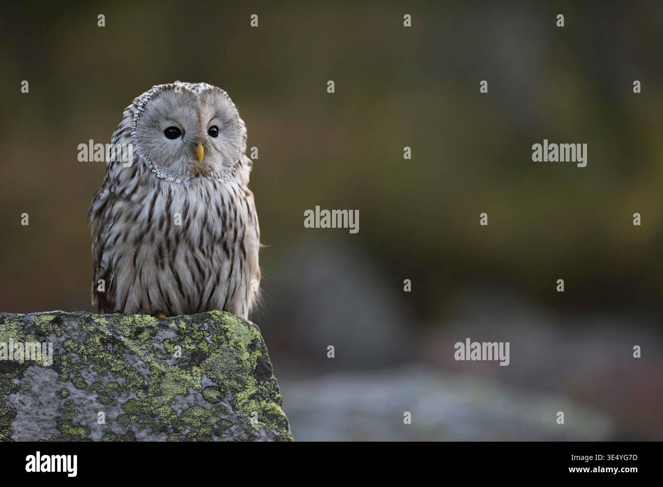 Habichtskauz / Habichtskauz (Strix Uralensis) thront auf einem Felsen in den frühen Morgenstunden, Nahaufnahme, Vorderansicht. Stockfoto