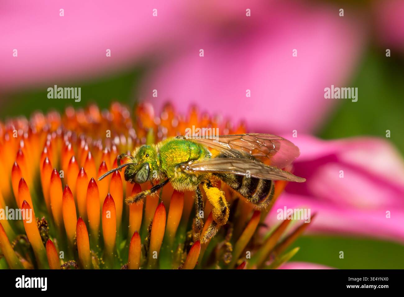 Bicolored Sweat Bee - Agapostemon virescens Stockfoto