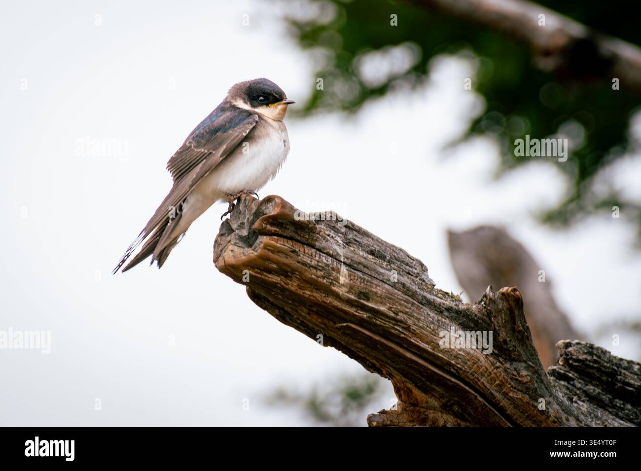 Schwalbenvogel auf einem verwitterten Baumzweig Stockfoto