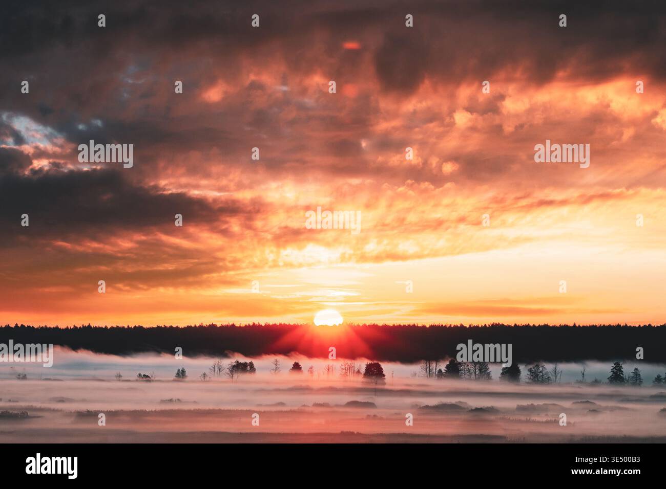 Helle Sonne untergeht hinter einem dunklen Wald über einem nebeligen Feld Stockfoto