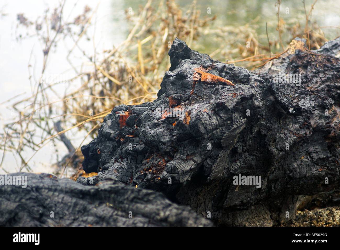 Verkohlte Baumrinde mit gerissener Textur und schwarzer Oberfläche. Liefert Kohlenstoffrückstände, Wärmeeinwirkung und ökologische Störungsbeweise. Stockfoto