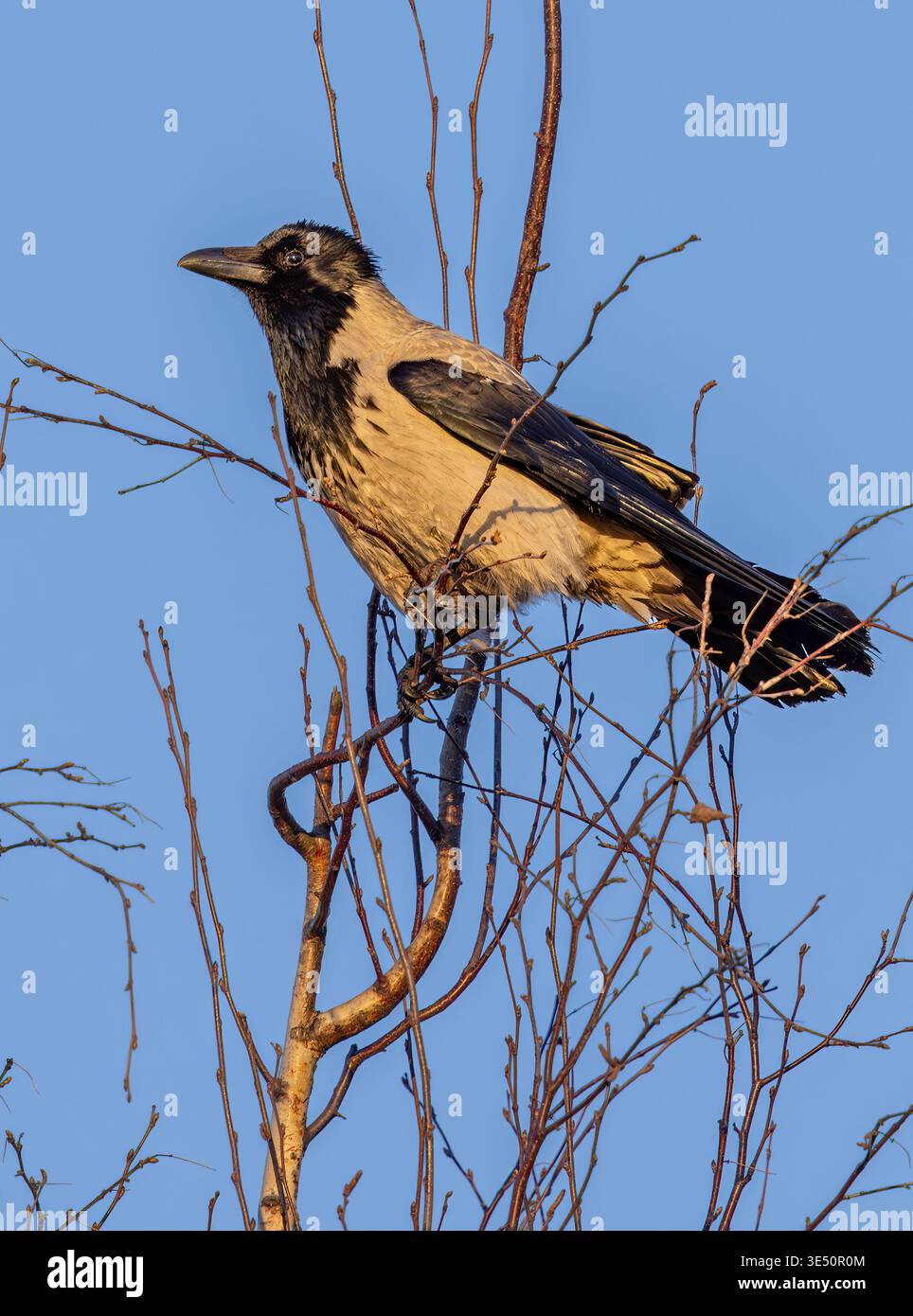 Krähenvogel mit Kapuze an einem Frühlingsmorgen Stockfoto