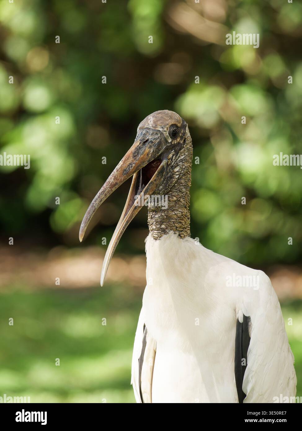 Holzkran in Flordia, USA Stockfoto