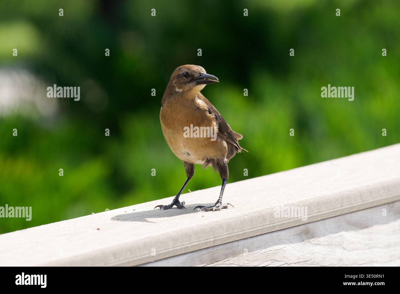 Boot-Tail-Grackle in Tampa USA Stockfoto