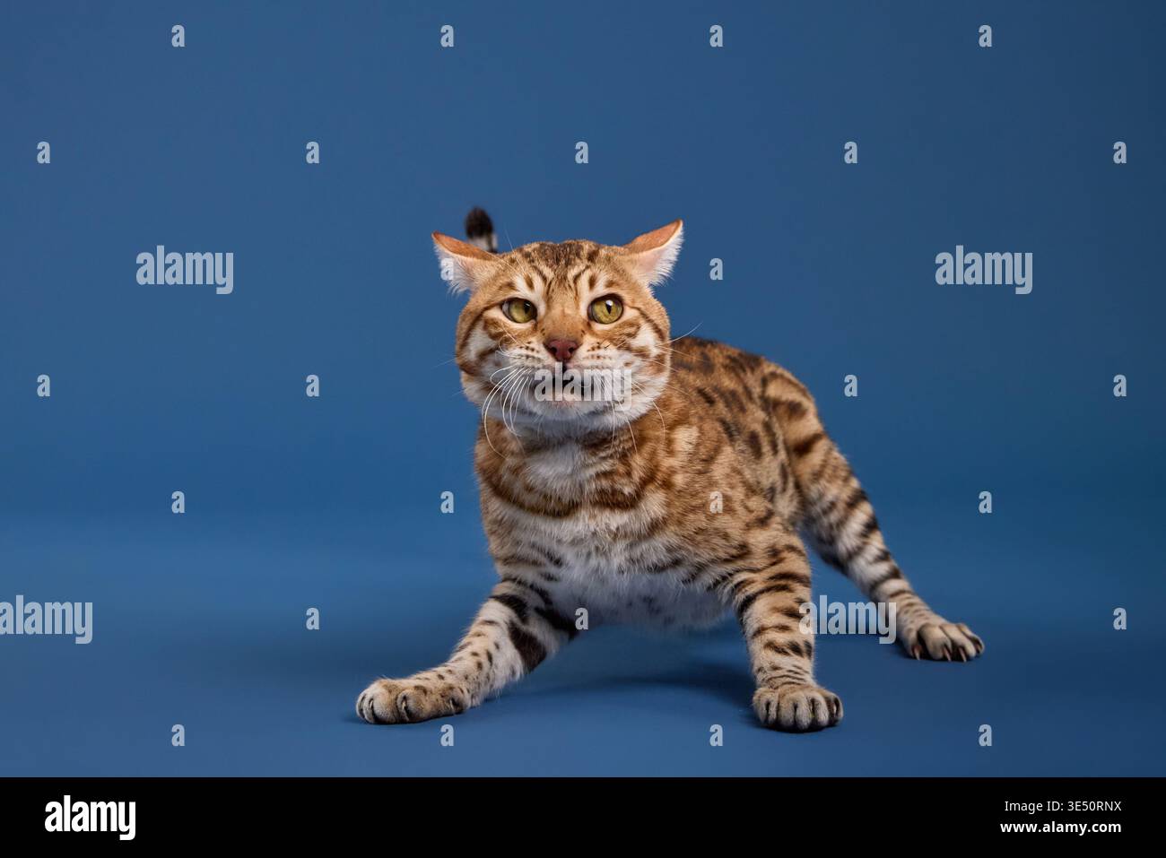 Die bengalische Katze hockt mit gebeugten Vorderbeinen und abgesenktem Körper. Sie zeigt sich mit einem zielgerichteten und zielgerichteten Blick nach vorne. Stockfoto