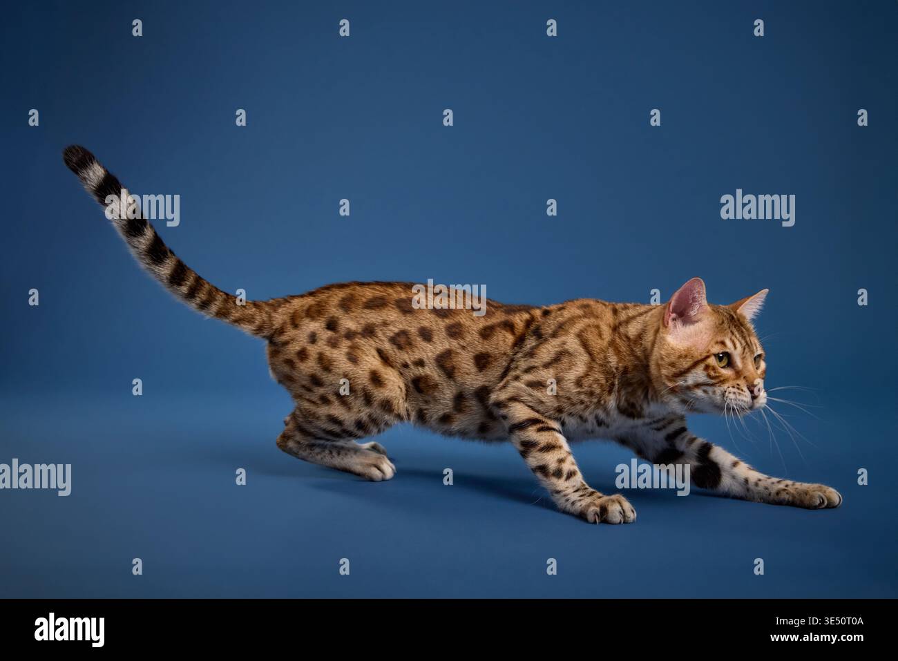 Eine bengalische Katze senkt ihren Körper in einer Hocke mit gebeugten Beinen und gestrecktem Schwanz. Dieser Rahmen fängt Jagdinstinkt und Verspieltheit ein. Stockfoto