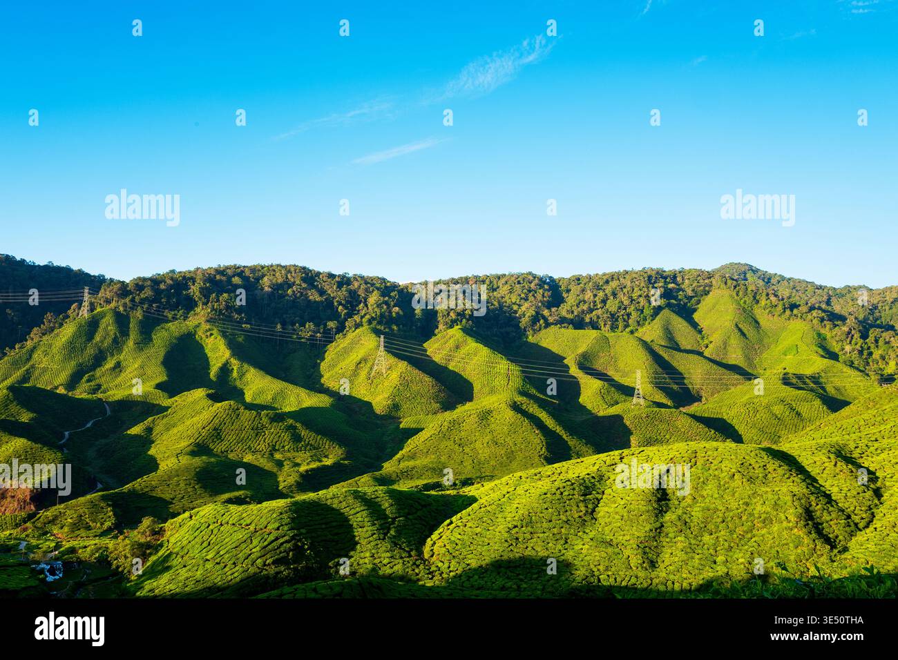 Ceylon-Teeplantage in den Mountains Stockfoto