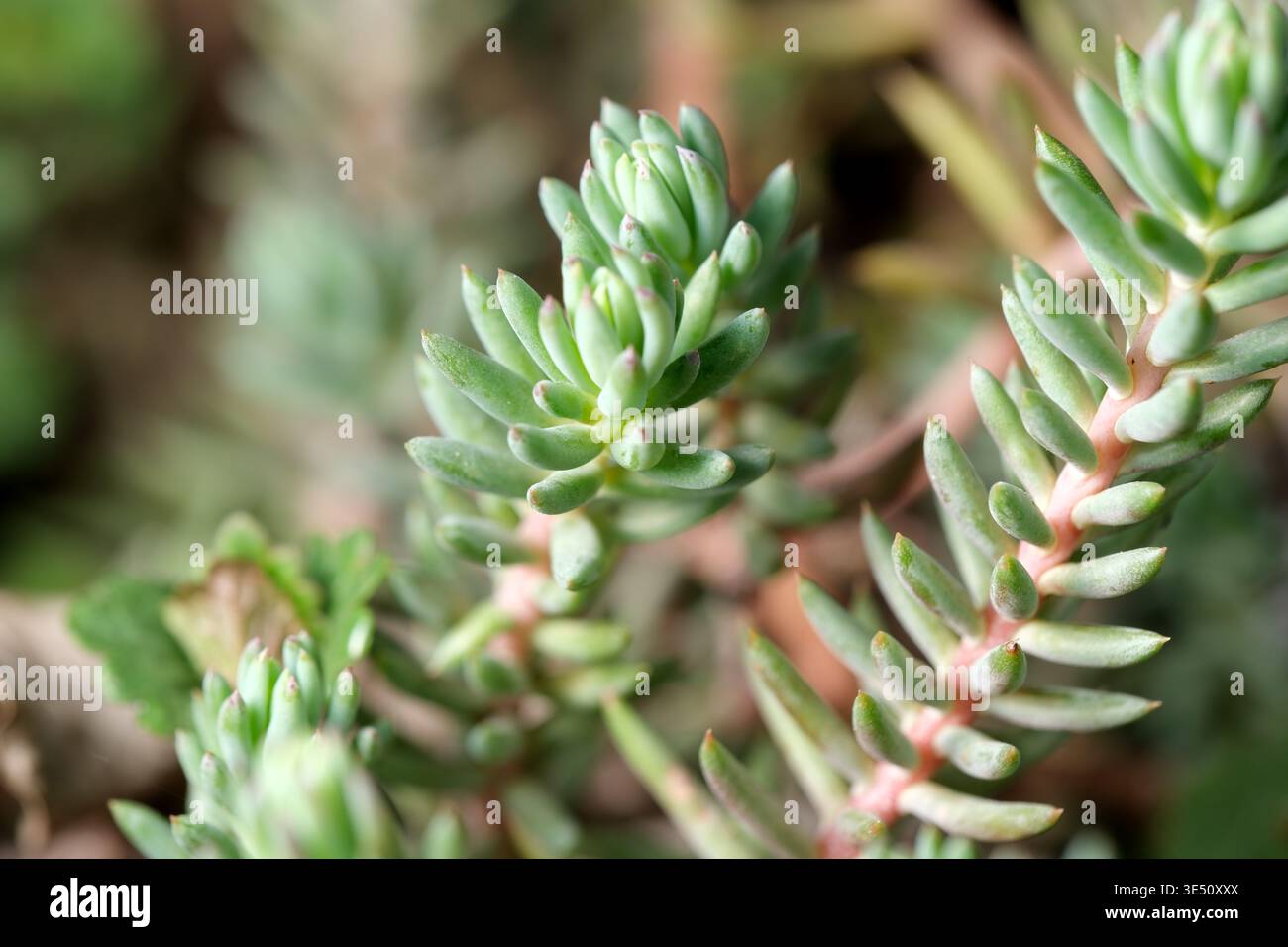 Die saftige Pflanze zeigt ihre üppig grünen Blätter unter warmem Sonnenlicht und wächst wunderschön. Stockfoto