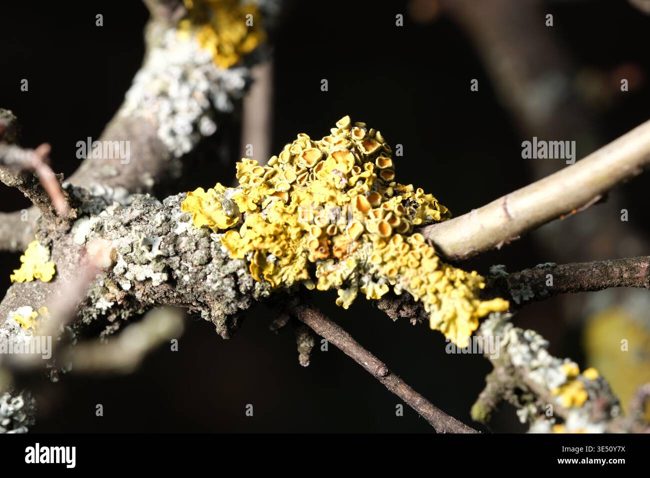 Leuchtend gelbe Flechten breitet sich über Äste in einer friedlichen Waldlandschaft aus. Stockfoto