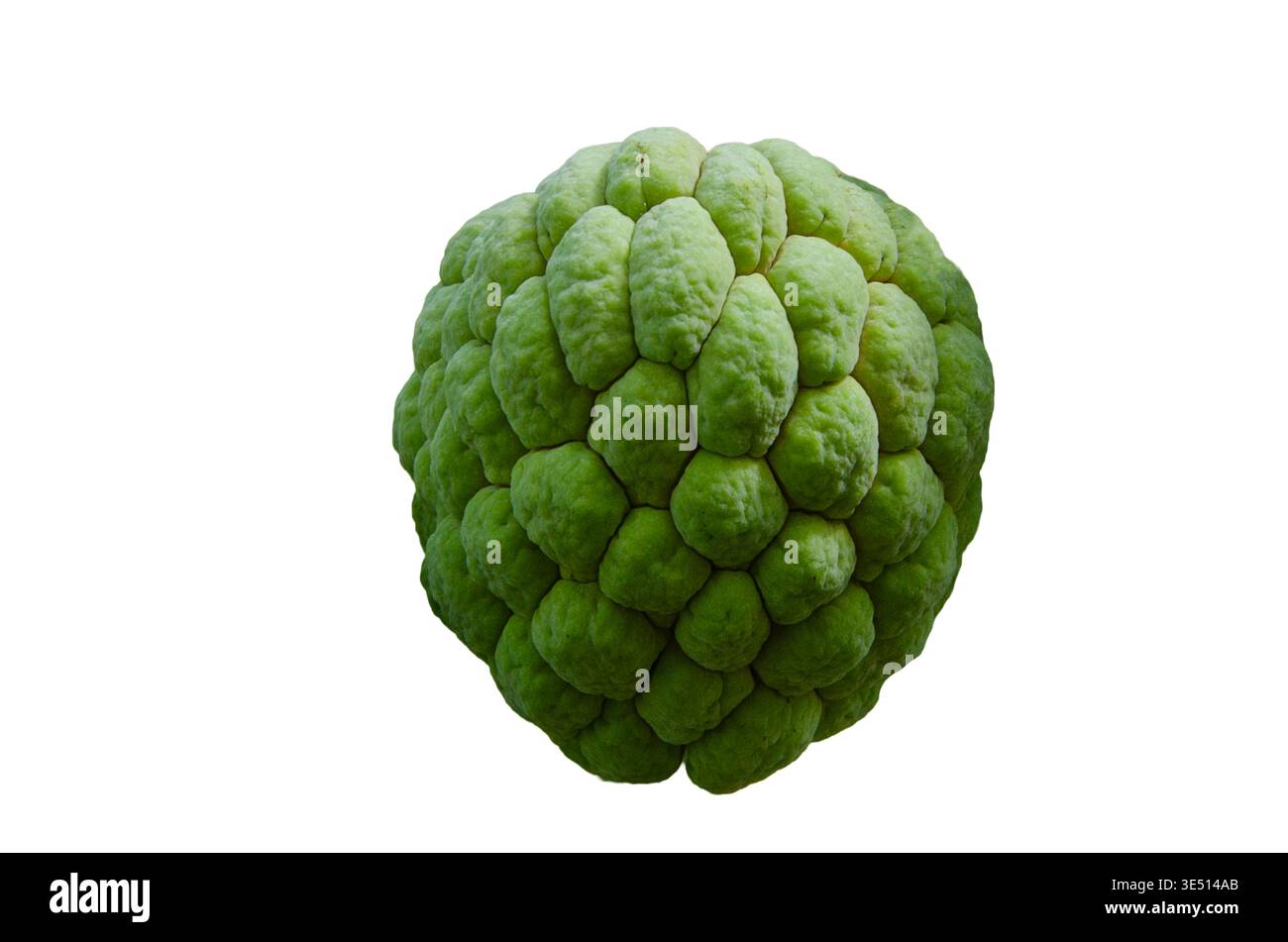 Einzelner Pudding-Apfel auf einem isolierten Hintergrund Stockfoto