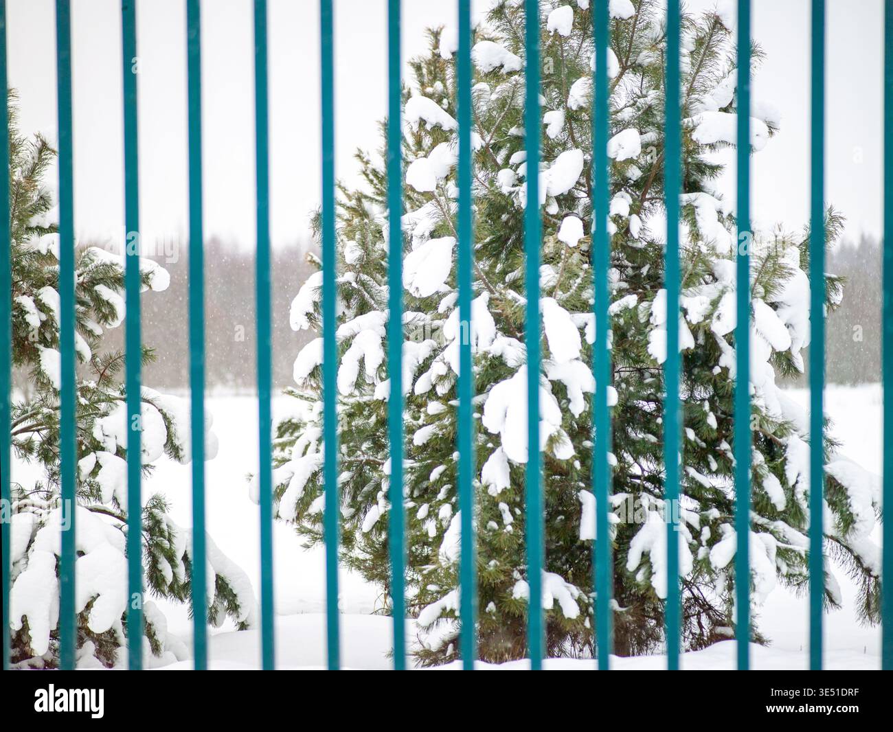 Eine Tanne hinter dem bemalten Metallzaun, Winterszene Stockfoto