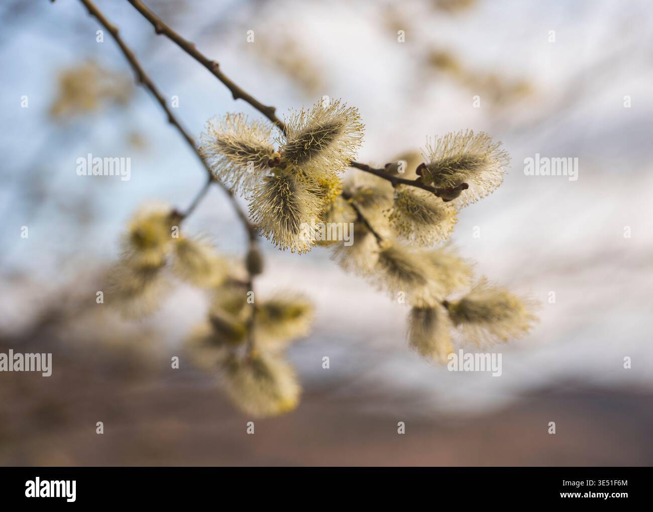 Im Frühjahr blühen die Knospen auf der Weide Stockfoto