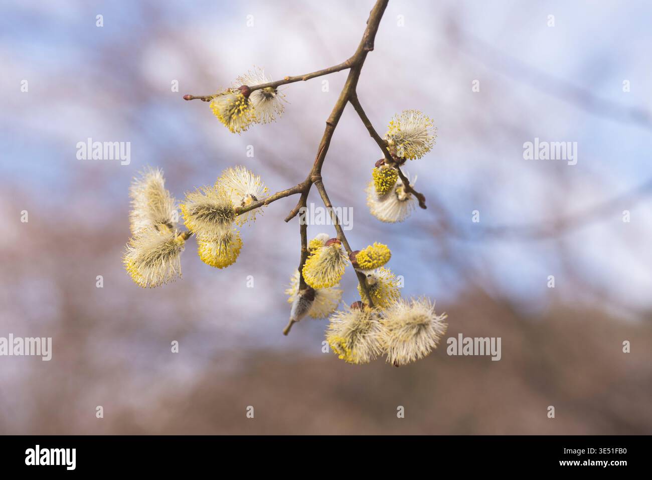 Im Frühjahr blühen die Knospen auf der Weide Stockfoto