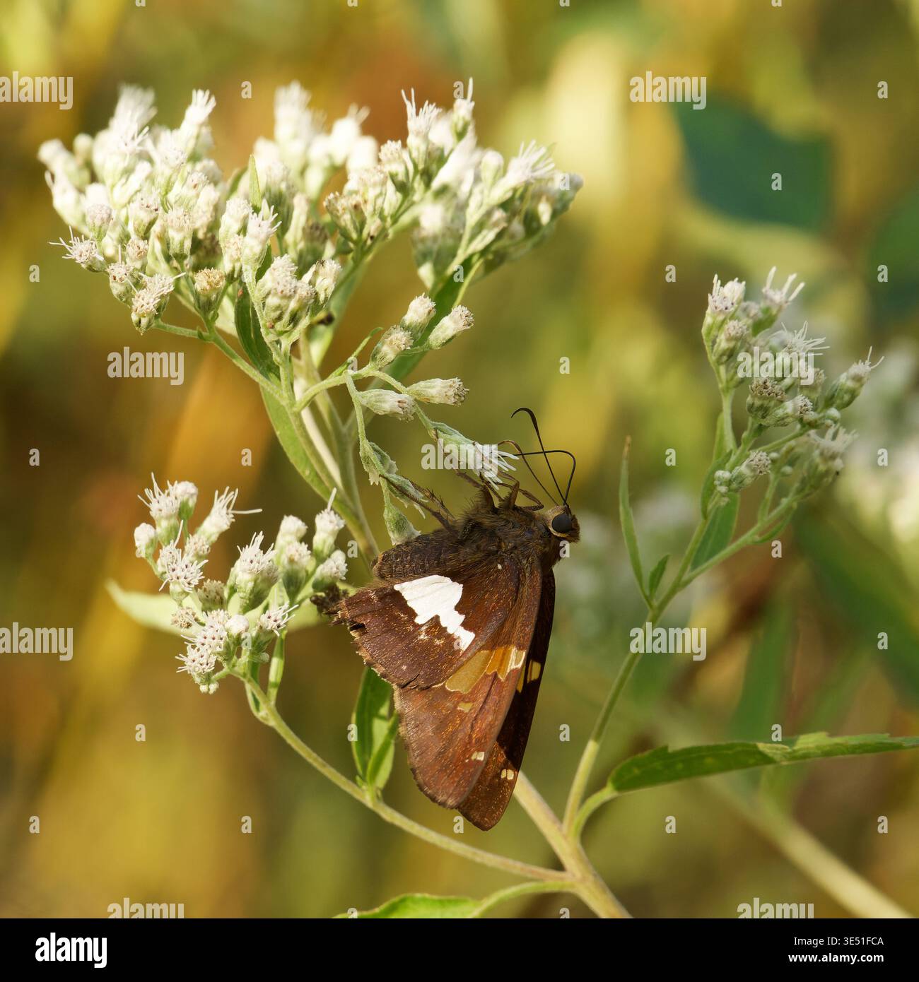 Silver Spotted Skipper in St. Louis USA Stockfoto