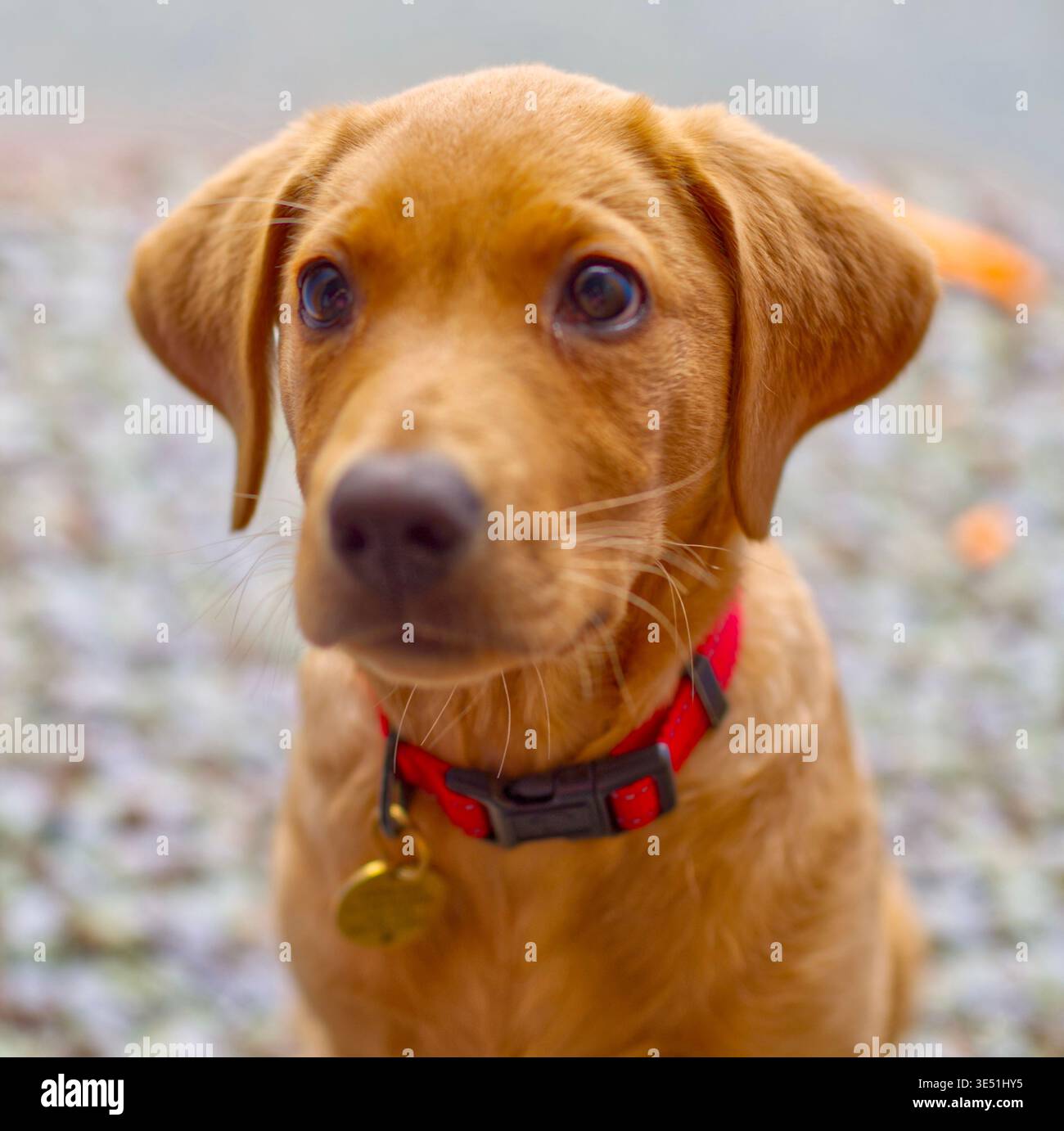 Welpen Labrador Welpen Porträt Stockfoto
