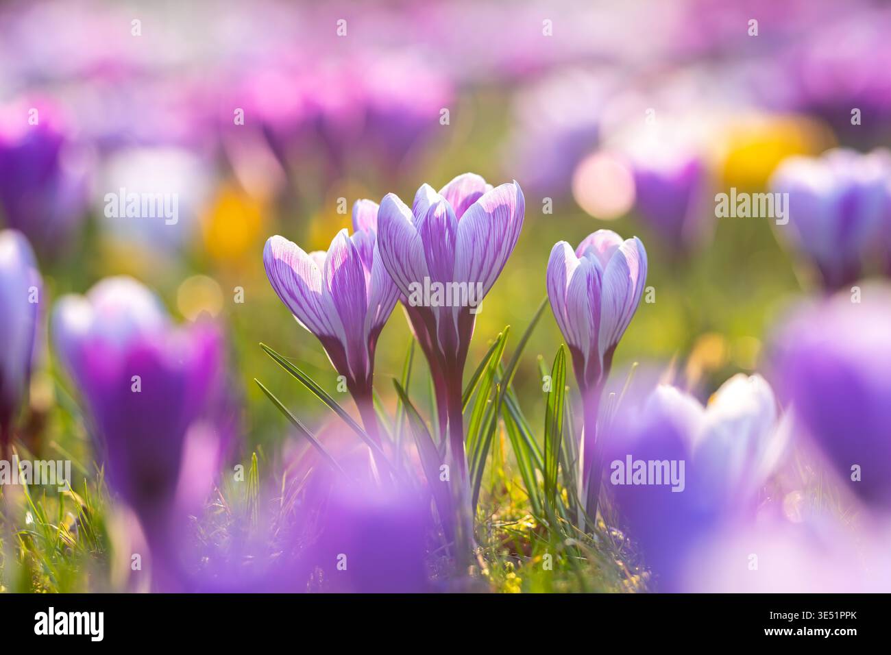 Bunte Krokusse (Crocus sp.) Blüht im Blumengarten im Spätwinter/frühen Frühling Stockfoto