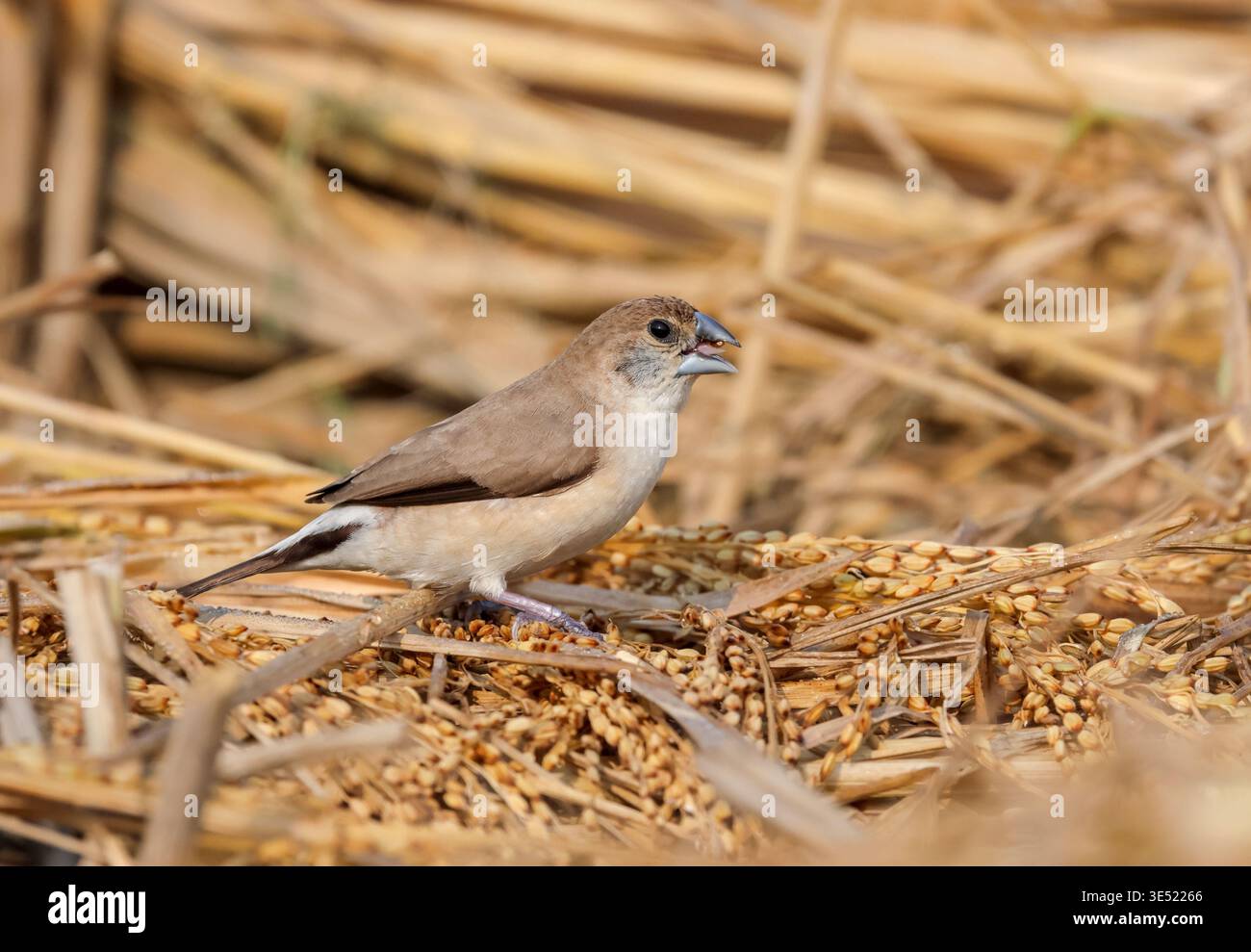 Indische Silberschnabel essen Reissamen auf einem Reisfeld. Dieses Foto wurde aus Bangladesch gemacht. Stockfoto