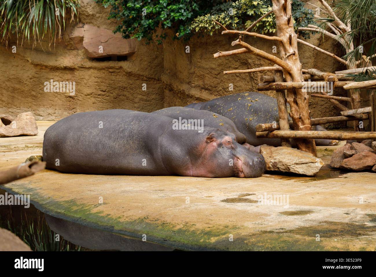 Sanftes Nilpferd Am Wasserrand. Heiterer Hippopotamus, Der Auf Sonnendurchflutetem Beton In Der Nähe Des Wassers Liegt Stockfoto