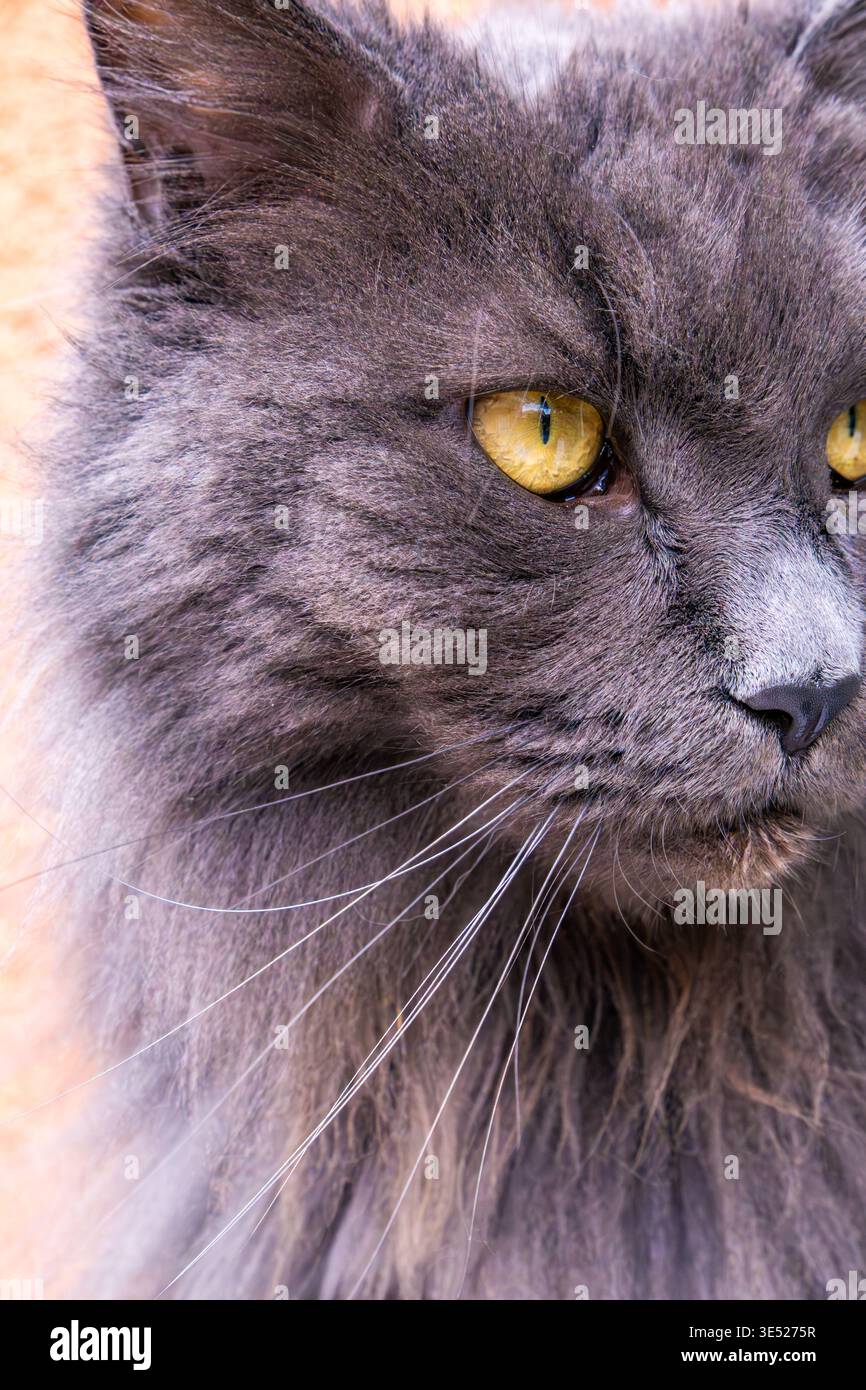 Eine extreme Nahaufnahme eines flauschigen grauen Katzengesichts mit auffälligen gelben Augen, zarten Barthaaren und weicher Fellstruktur. Das Bild erfasst den Stockfoto