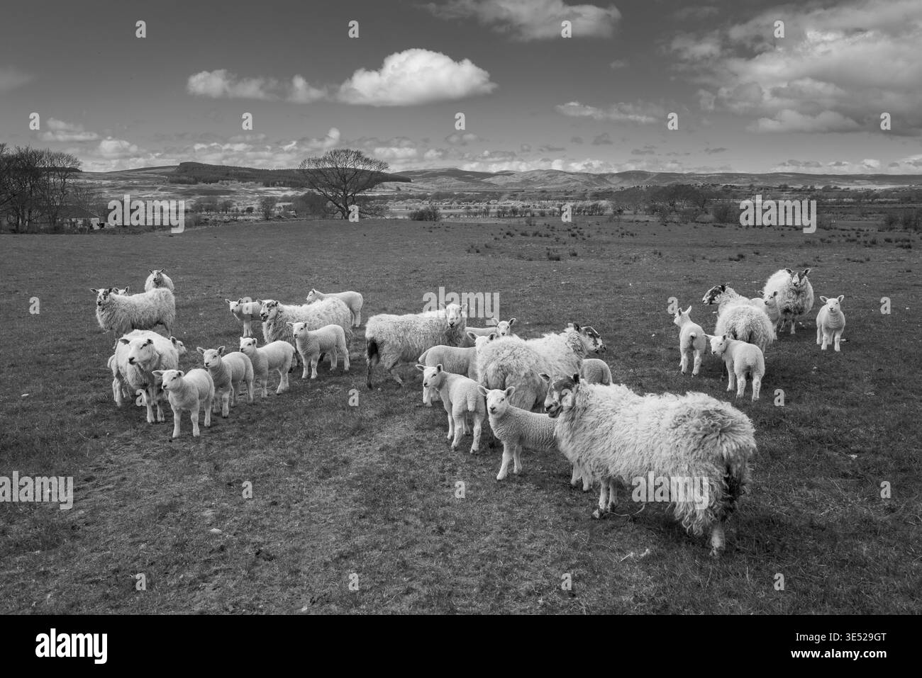 Eine Gruppe von Schafen und Lämmern steht zusammen auf einem grasbewachsenen Feld. Tagsüber füllen Hügel und Wolken den Hintergrund. Stockfoto