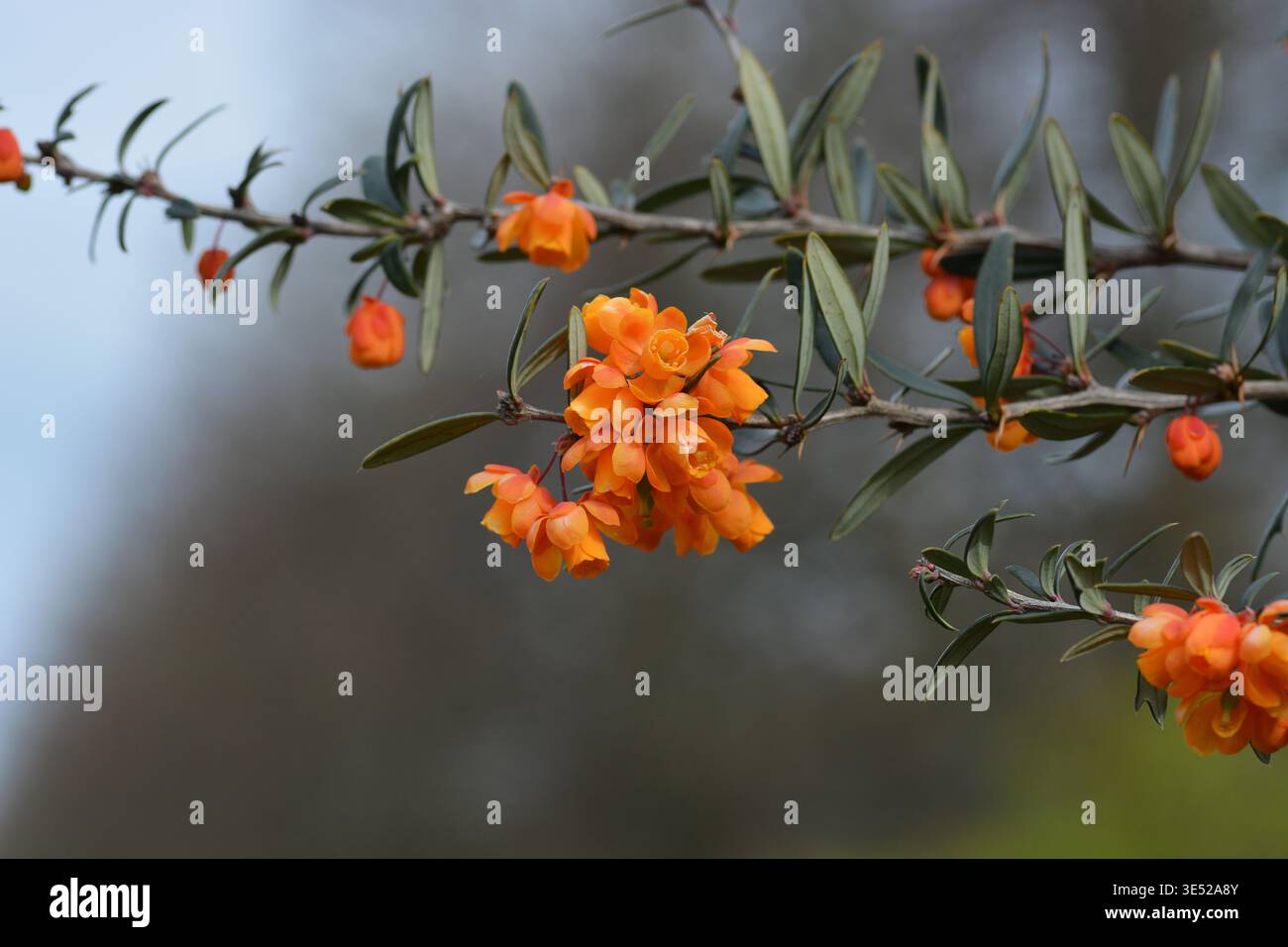 Orange Berberis, Sorte Berberis trigona „Orange King“, immergrüner Sträucher, Frühlingsblühung. Stockfoto