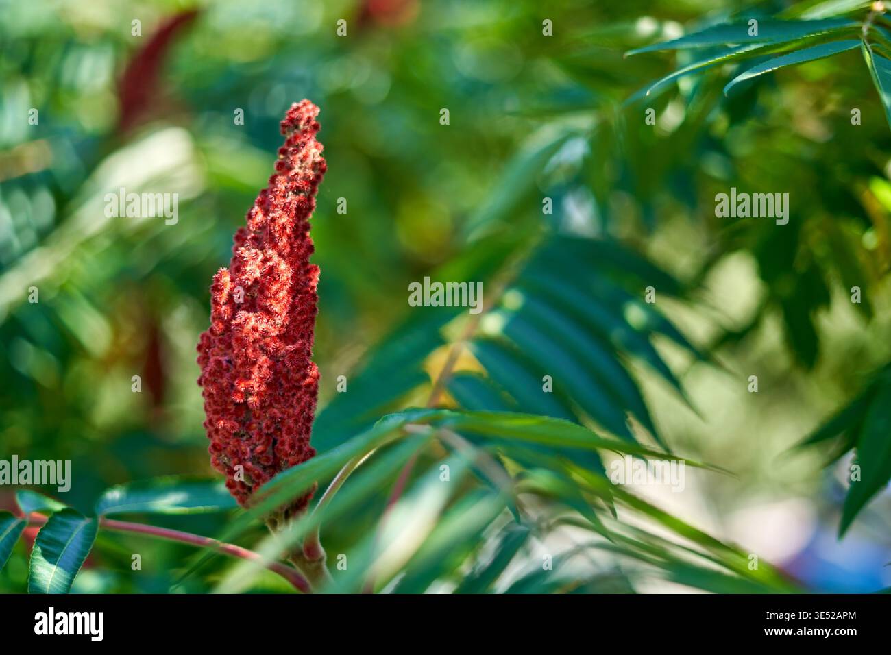 Ein Nahaufnahme eines leuchtenden roten Staghorn Sumak (Rhus typhina) Fruchtschaufels, der sich durch seine dichte, kegelförmige, unscharfe Textur auszeichnet. Die Stockfoto