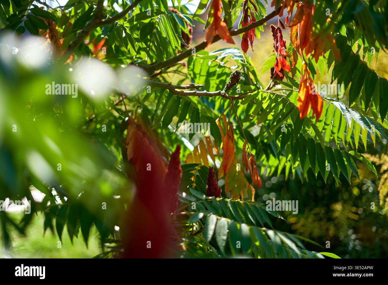 Nahaufnahme von Sumakbaumästen (wahrscheinlich Staghorn Sumac, Rhus typhina), die den Übergang des frühen Herbstblatts zeigen. Das zusammengesetzte gefiederte Blatt Stockfoto