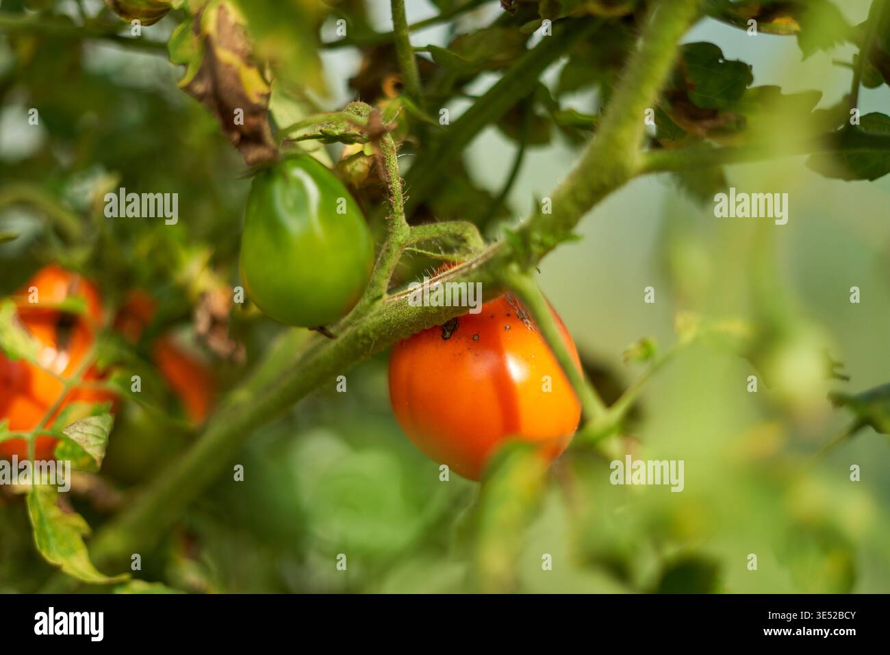 Makroaufnahme von Kirschtomaten, die auf einer Weinrebe in einem Garten oder in einer landwirtschaftlichen Umgebung wachsen. Das Bild zeigt eine leuchtend orange reife Tomate Stockfoto