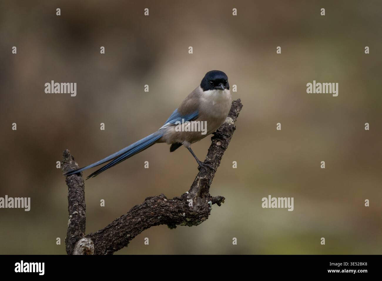 Eine iberische Elster in ihrem natürlichen Lebensraum. Eine Cyanopica cooki sitzt auf dem Ast. Eine endemische Elster, die in Spanien lebt. Stockfoto