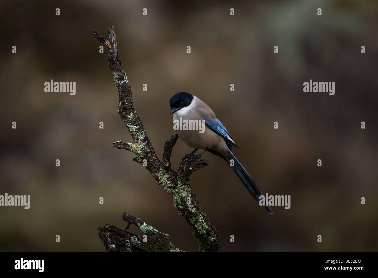 Eine iberische Elster in ihrem natürlichen Lebensraum. Eine Cyanopica cooki sitzt auf dem Ast. Eine endemische Elster, die in Spanien lebt. Stockfoto
