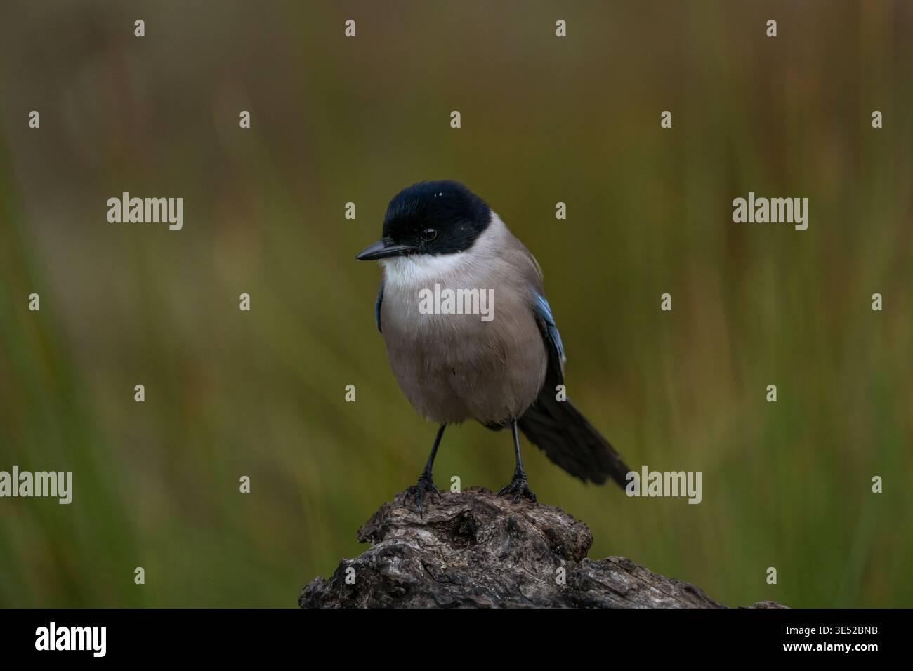 Eine iberische Elster in ihrem natürlichen Lebensraum. Eine Cyanopica cooki sitzt auf dem Ast. Eine endemische Elster, die in Spanien lebt. Stockfoto