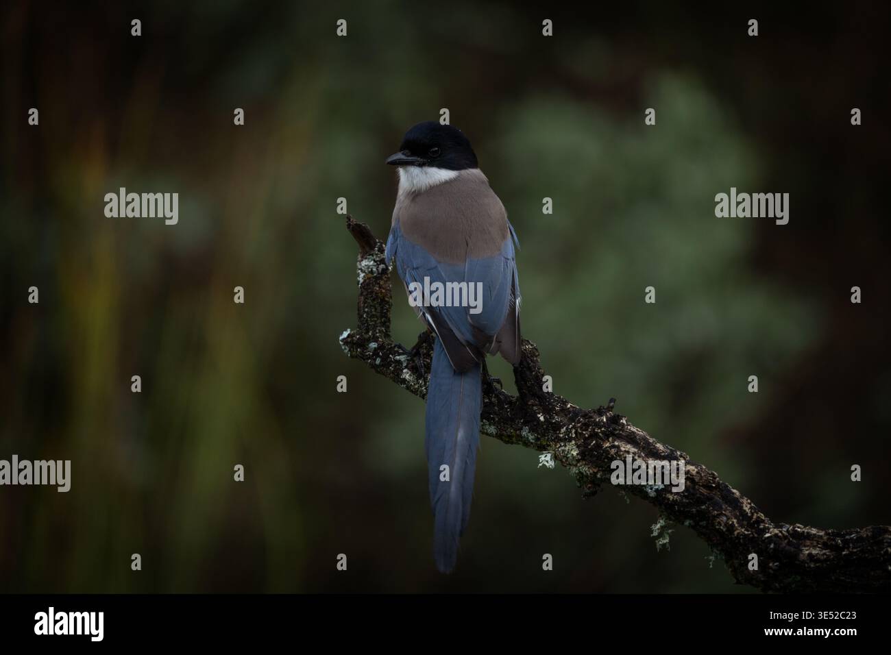 Eine iberische Elster in ihrem natürlichen Lebensraum. Eine Cyanopica cooki sitzt auf dem Ast. Eine endemische Elster, die in Spanien lebt. Stockfoto