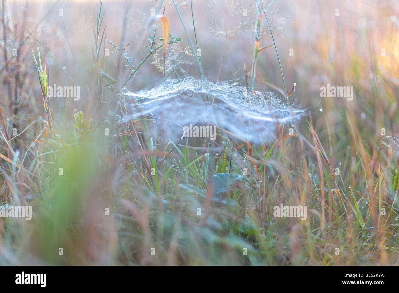 Zerbrechliches Spinnennetz bedeckt mit Tautropfen zwischen Waldgras bei Sonnenaufgang. Ätherische Naturillustration für Wellness und Meditation. Stockfoto