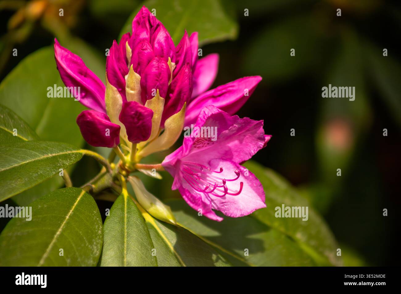 Leuchtend rosa Rhododendron oder Azaleen Blüten in voller Blüte. Strahlender floraler Hintergrund für Frühlingsmarketing- und Blütenblatt-Power-Design-Projekte. Stockfoto