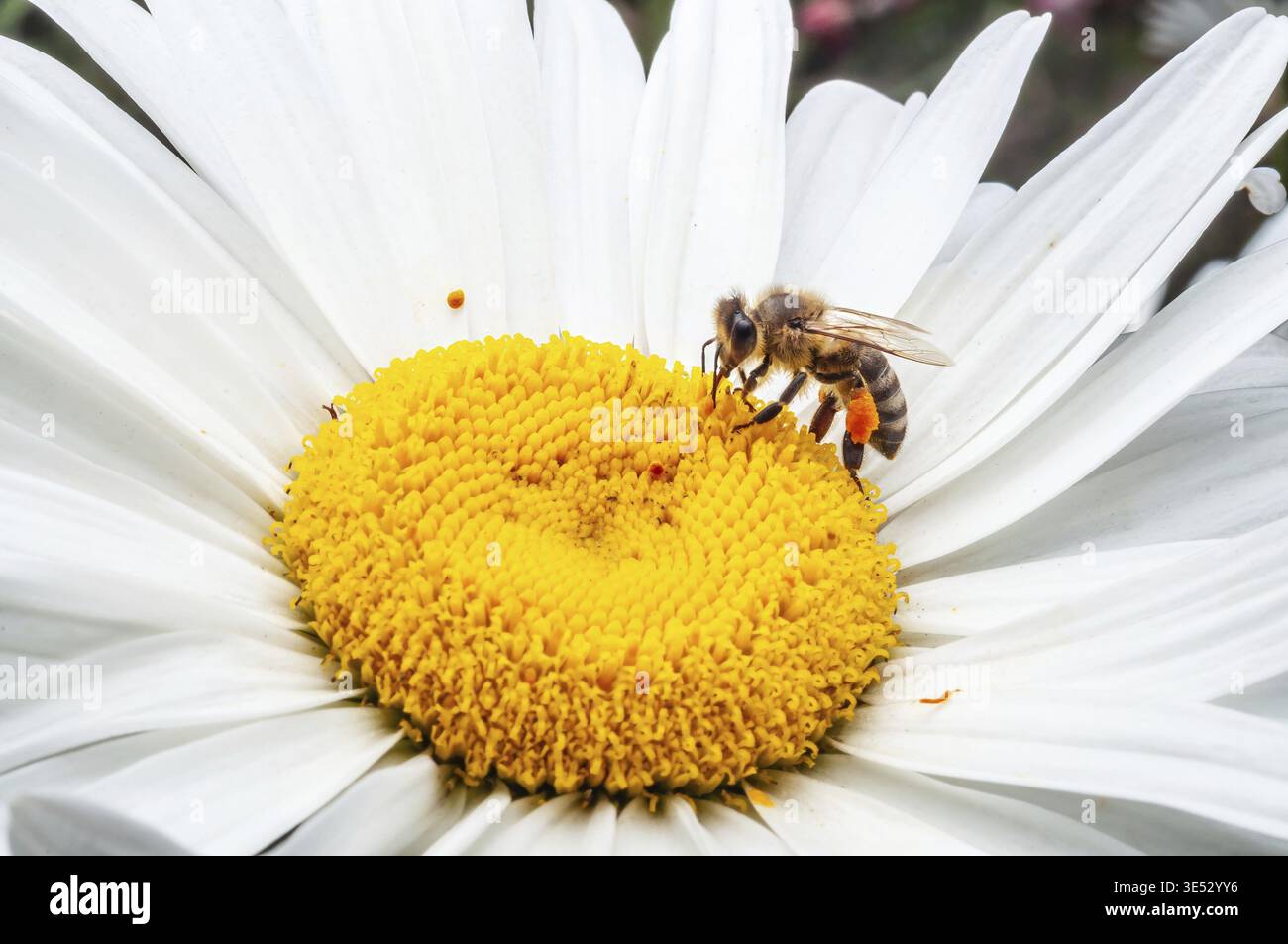 Eine Nahaufnahme fängt eine Honigbiene mit Pollensäcken ein und sammelt fleißig Nektar aus dem leuchtend gelben Zentrum einer Gänseblümchenblüte Stockfoto