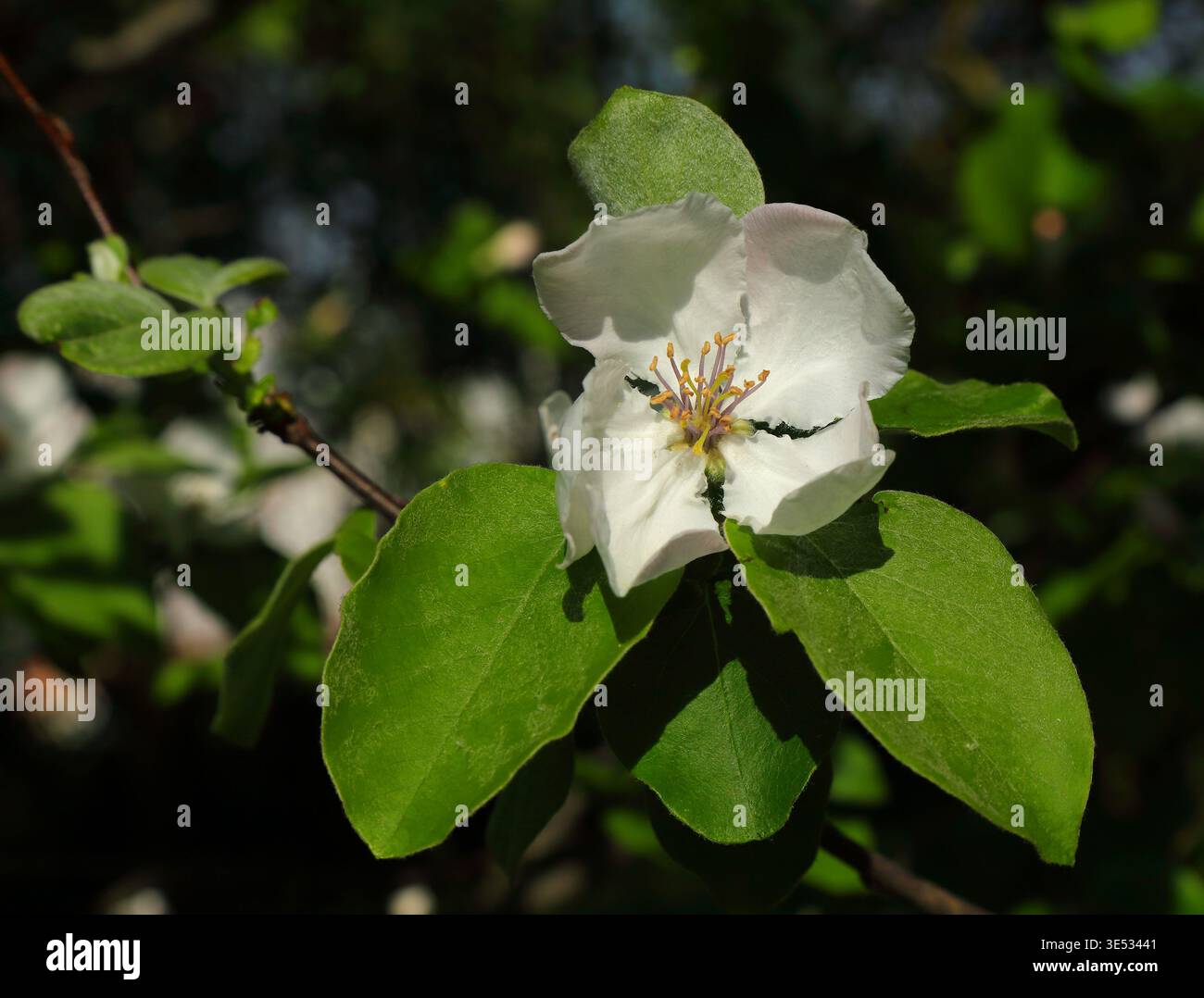 Frühlingsblumen. Europäischer Wildapfel oder Krabbenapfelblüte - Malus sylvestris. Neu geöffnet. Selektiver oberer Fokus. Oeiras, Lissabon, Portugal. Stockfoto