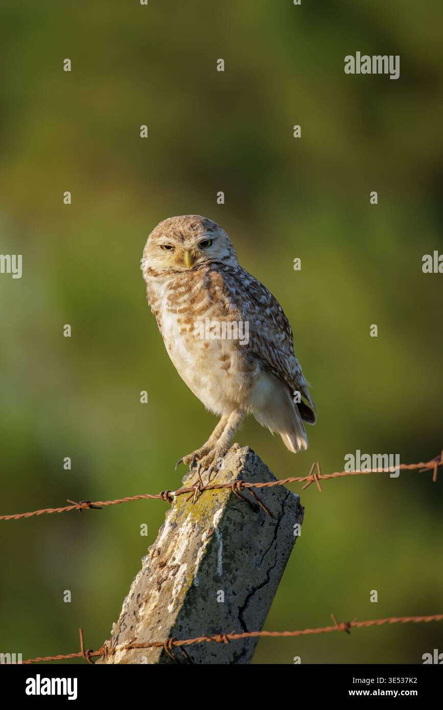 Die grabende Eule (Athene cunicularia) thront auf einem Zaunpfosten. Stockfoto