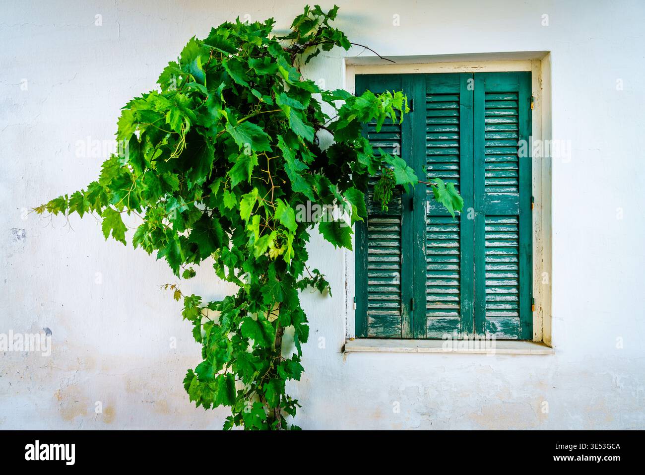 Bild einer Hausfassade in einem kleinen kretischen Dorf mit geschlossenem Fenster und Kletterrebe Stockfoto