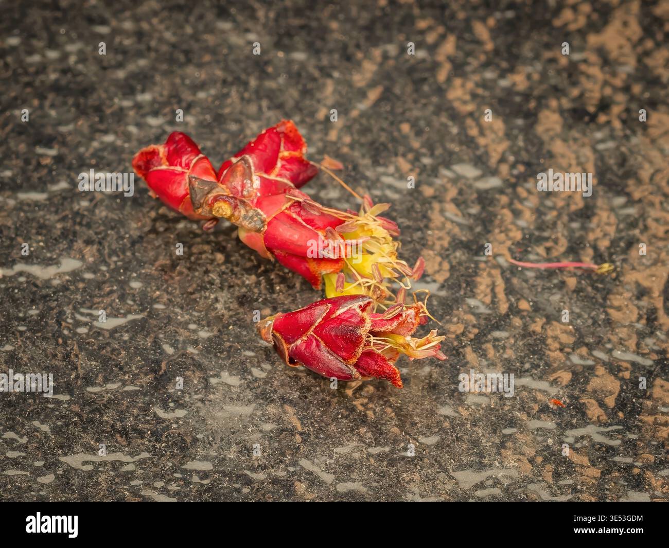 Detaillierte Makrofotografie von gefallenen roten Ahornblüten und gelben Staubblättern auf einer nassen, dunkel strukturierten Asphaltoberfläche nach Frühlingsregen Stockfoto