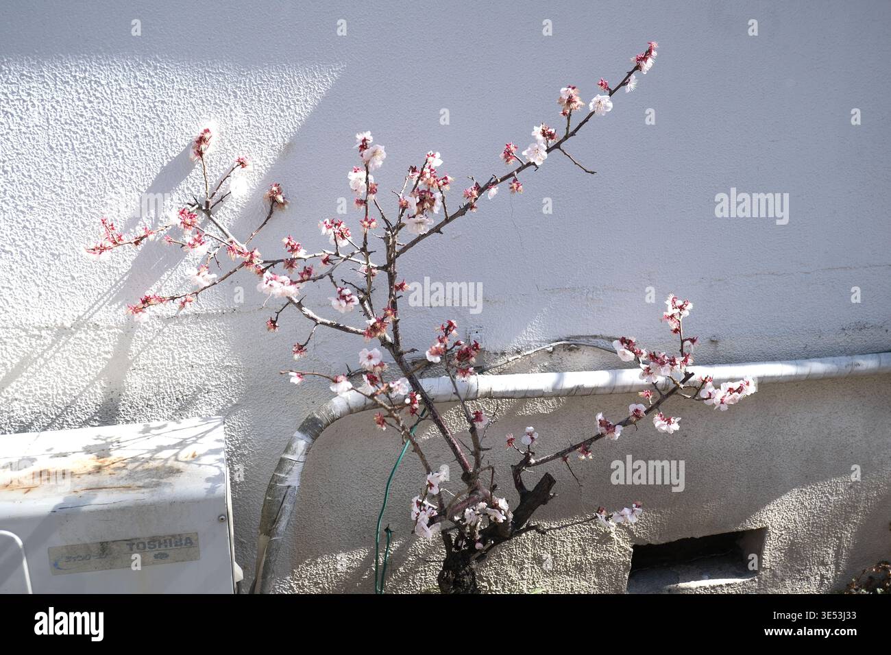 Kiyosumi-Shirakawa städtisches Detail: Blühende Pflaumenbonsai mit gefallenen Blütenblättern auf Beton, neben einem Gaszähler. Stockfoto
