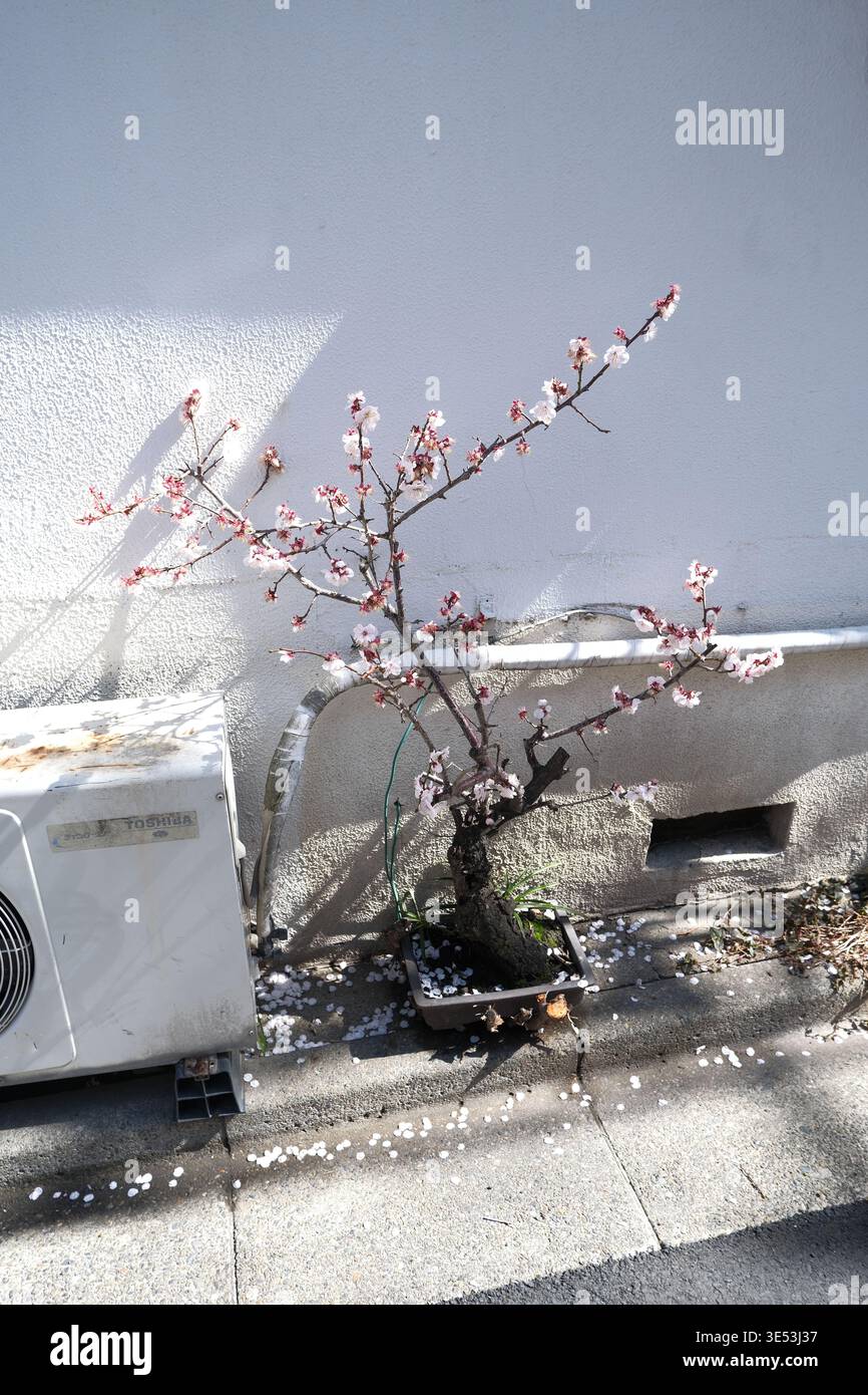 Kiyosumi-Shirakawa städtisches Detail: Blühende Pflaumenbonsai mit gefallenen Blütenblättern auf Beton, neben einem Gaszähler. Stockfoto