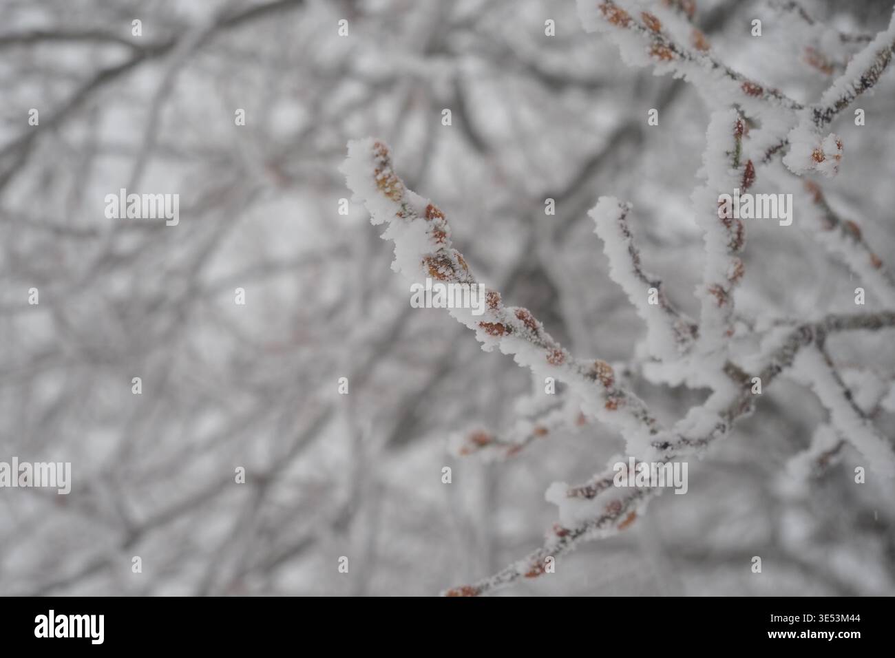 Schnee bedeckt Äste in einer Winterlandschaft an einem kalten Tag Stockfoto