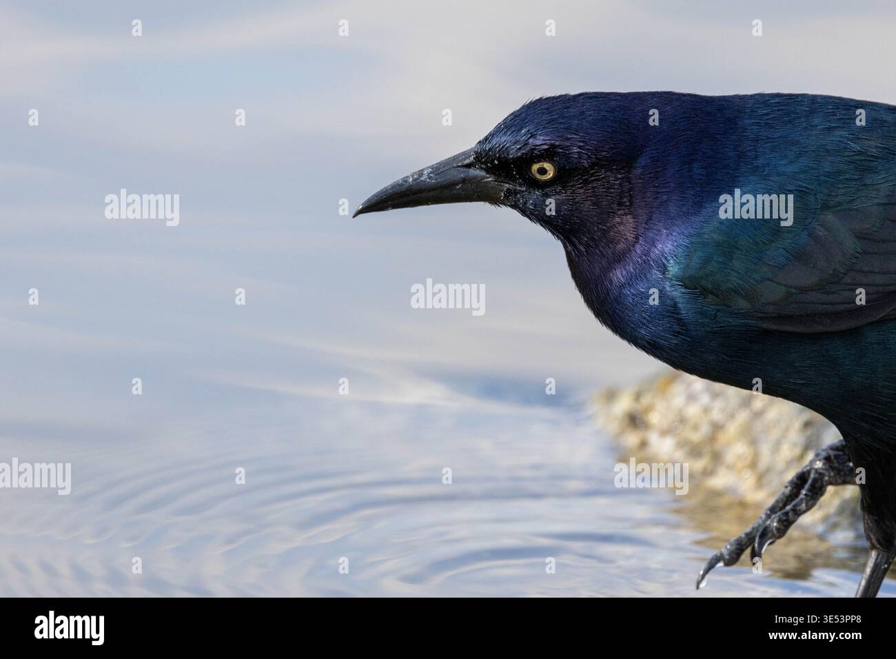 Schillerndes Grackle-Profil am Wasserrand Stockfoto