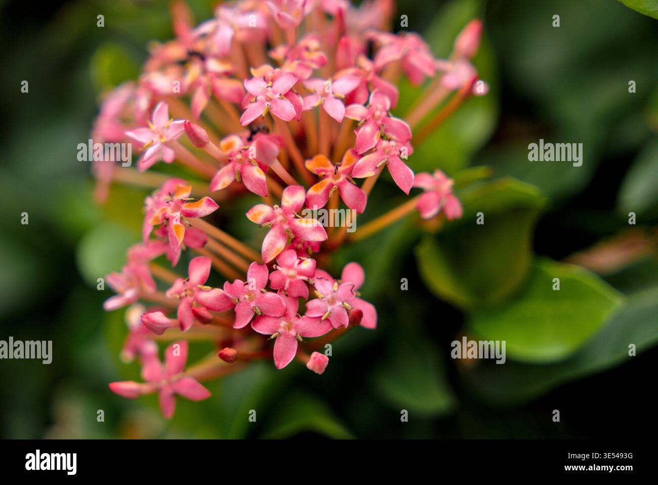 Helles rosafarbenes Ixora-Blumenteil im Garten Stockfoto