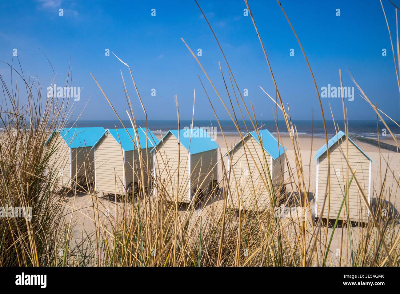 Strandhütten aus cremefarbenem Holz mit blauen Dächern in Bredene. Die Bauwerke sind auf schwarzen Rädern montiert und auf goldenem Sand zwischen Dünen angeordnet. Im Stockfoto