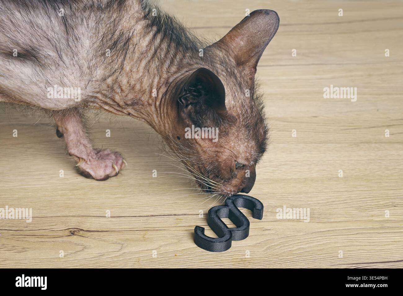 Exotische Katze, die neugierig auf ein Paragraph-Zeichen schaut - Konzept der Tierrechte und Folterzucht. Stockfoto