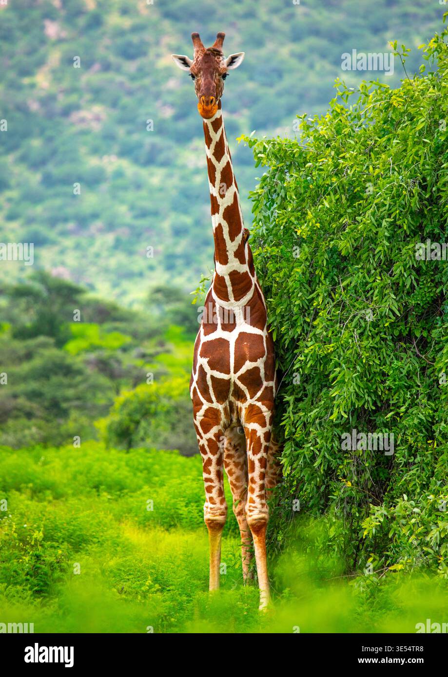 Kenia, County Samburu, Nationalreserve Samburu, weibliche Netzgiraffe (Giraffa camelopardalis reticulata) Stockfoto