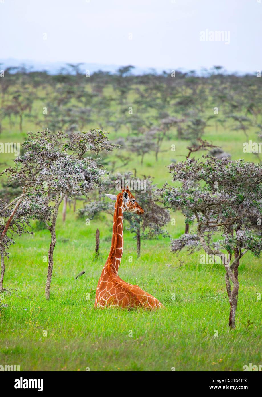 Kenia, County Samburu, Nationalreservat Samburu, Netzgiraffen-Baby (Giraffa camelopardalis reticulata) Stockfoto